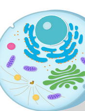 细胞生物学